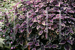 Picture of Solenostemon x 'Velvet Lime'