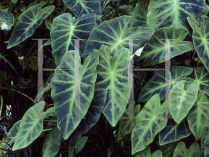 Picture of Colocasia esculenta 'Illustris'