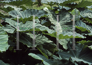 Picture of Colocasia esculenta 