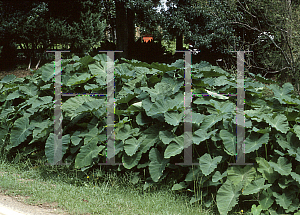 Picture of Colocasia esculenta 