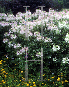 Picture of Cleome hassleriana 'Sparkler Blush'