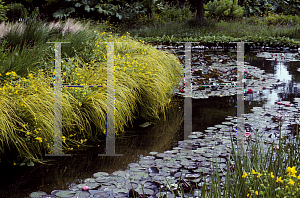 Picture of Carex elata 'Bowles Golden'