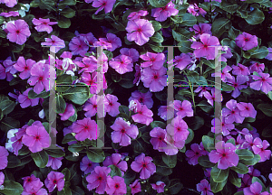 Picture of Catharanthus roseus 'Heat Wave Grape'