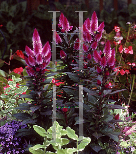 Picture of Celosia argentea (Spicata Group) 'Venezuela'