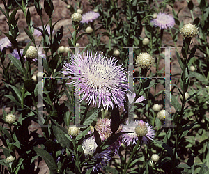 Picture of Centaurea americana 