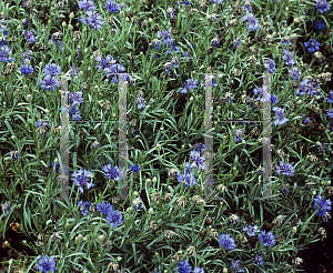 Picture of Centaurea cyanus 'Blue Midget'