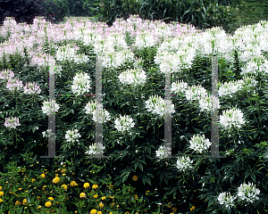 Picture of Cleome hassleriana 'Sparkler White'
