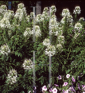 Picture of Cleome hassleriana 'Helen Campbell'