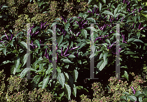 Picture of Capsicum annuum var. annuum 'Masquerade'