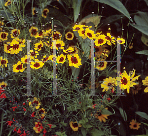 Picture of Coreopsis tinctoria 