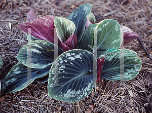 Picture of Cornukaempferia aurantiflora 'Jungle Gold'