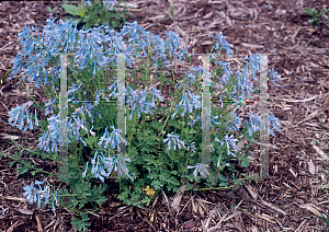 Picture of Corydalis flexuosa 'Purpurea'