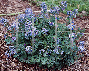 Picture of Corydalis flexuosa 'Purpurea'