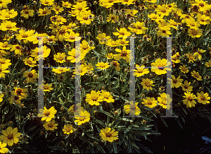 Picture of Coreopsis  'Tequila Sunrise'