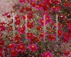 Picture of Coreopsis  'Limerock Ruby'