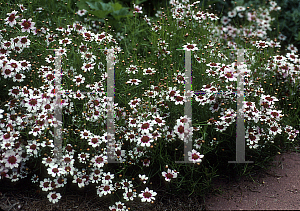Picture of Coreopsis rosea 'Sweet Dreams'