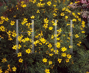 Picture of Coreopsis verticillata 'Golden Gain'