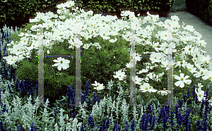 Picture of Cosmos bipinnatus 'Versailles White'