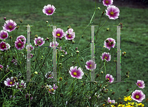 Picture of Cosmos bipinnatus 'Daydream'