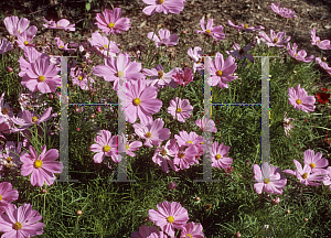 Picture of Cosmos bipinnatus 'Sonata Pink'