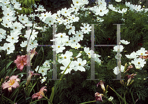 Picture of Cosmos bipinnatus 'Sonata White'