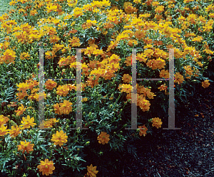 Picture of Cosmos sulphureus 'Cosmic Orange'