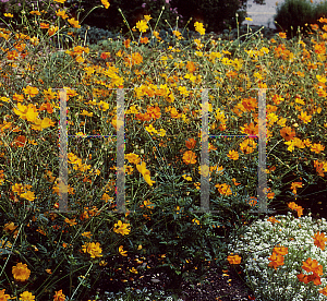 Picture of Cosmos sulphureus 'Polidor'