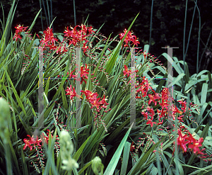 Picture of Crocosmia x crocosmiiflora 'Bressingham Blaze'