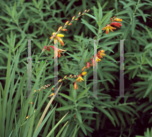 Picture of Crocosmia x crocosmiiflora 'Emily McKenzie'