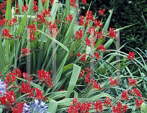 Picture of Crocosmia x crocosmiiflora 'Lucifer'
