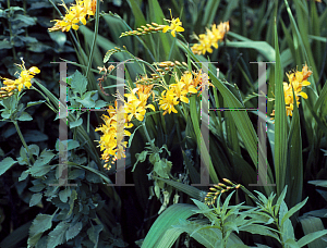 Picture of Crocosmia x crocosmiiflora 'Rowallane Yellow'