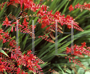 Picture of Crocosmia x crocosmiiflora 'Spitfire'