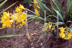 Picture of Crocosmia x crocosmiiflora 'Walburton Yellow'