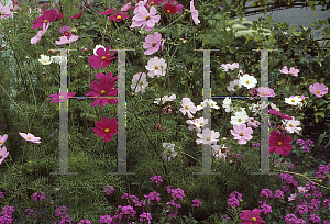 Picture of Cosmos bipinnatus 'Versailles Pink'