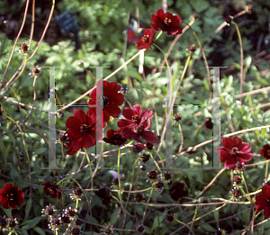 Picture of Cosmos atrosanguineus 