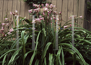 Picture of Crinum x powellii 