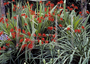 Picture of Crocosmia x crocosmiiflora 'Lucifer'