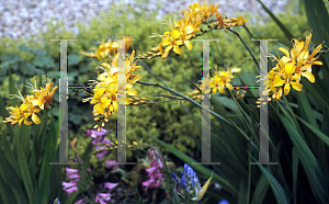 Picture of Crocosmia x crocosmiiflora 'Rowallane Yellow'