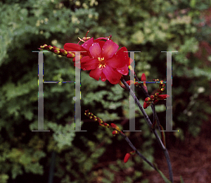 Picture of Crocosmia x crocosmiiflora 'Walburton Red'