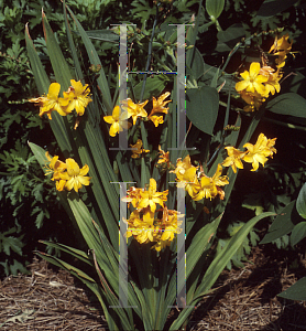 Picture of Crocosmia x crocosmiiflora 'Walburton Yellow'