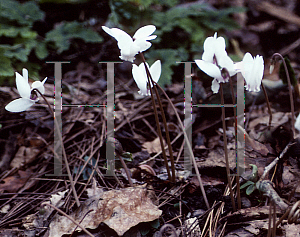 Picture of Cyclamen hederifolium 