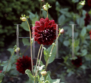 Picture of Dahlia  'Arabian Night'