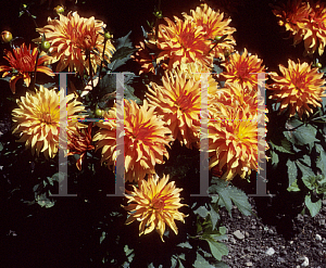 Picture of Dahlia  'Autumn Fairy'