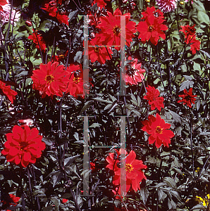 Picture of Dahlia  'Bishop of Llandaff'