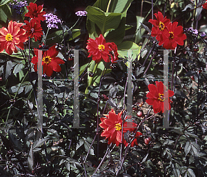 Picture of Dahlia  'Bishop of Llandaff'