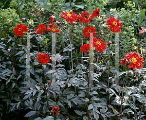 Picture of Dahlia  'Bishop of Llandaff'