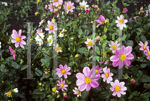 Picture of Dahlia  'Bonne Esperance'