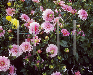 Picture of Dahlia  'Bubble Gum'