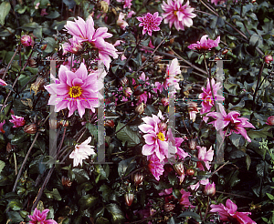 Picture of Dahlia  'Caboose'