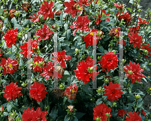 Picture of Dahlia  'Cherry Drop'